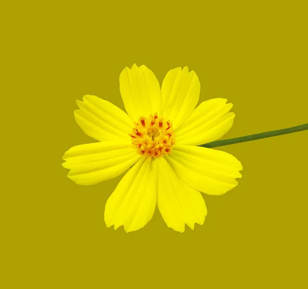 Топографія Жовта Мексиканська Квітка Айстр Космос Цвітіння Ізольоване Темно Жовтому — стокове фото