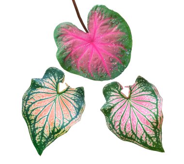 Üst düzey veiw, tasarım koleksiyonu arka plan veya stok fotoğrafları için beyaza izole edilmiş üç kaladyum bicolor yaprağı (Florida Darling), tropikal bitki, düz uzanma, flora çizgili damarlar