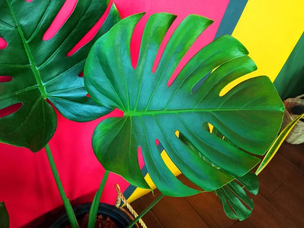 Cerca Hermosas Hojas Verdes Maceta Monstera Sobre Fondo Pared Multicolor — Foto de Stock