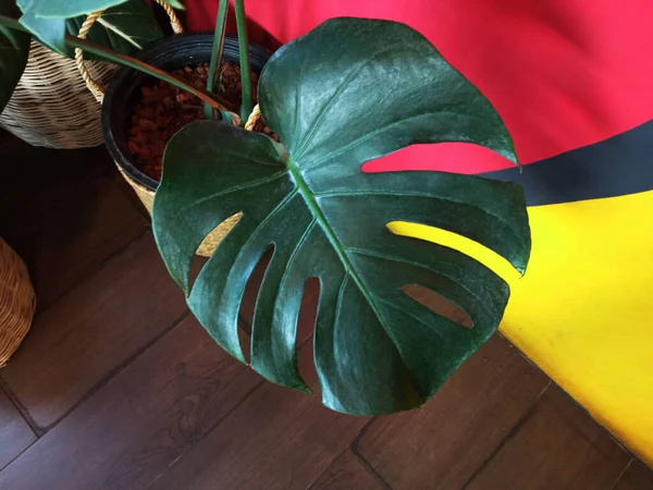 Hermosas Hojas Verdes Maceta Monstera Sobre Fondo Pared Multicolor Para — Foto de Stock