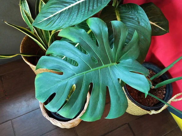 Close Beautiful Green Leaves Potted Monstera Background Multicolor Wall Stock — Stock Photo, Image