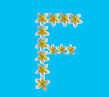 Plumeria çiçeklerinin ön cephesi F alfabesi stok fotoğrafı, yaz bitkileri, sarı frangipani çiçekleri için arka planda izole edilmiş.