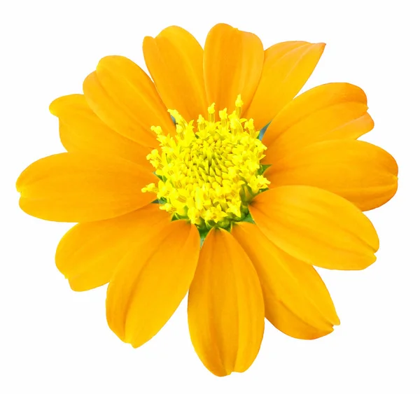 Close Singolo Fiore Zinnia Giallo Fioritura Isolato Sfondo Arancio Rosso — Foto Stock