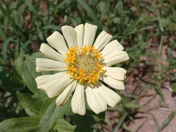 Close Flor Zinnia Branca Florescendo Árvore Jardim Desfocado Fundo Verde — Fotografia de Stock