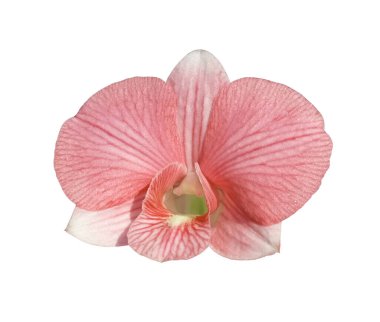 Stok fotoğrafı veya tasarım için beyaz arkaplanda izole edilmiş kırmızı renk orkidesinin (phalaenopsis) yakın plan, yaz bitkileri