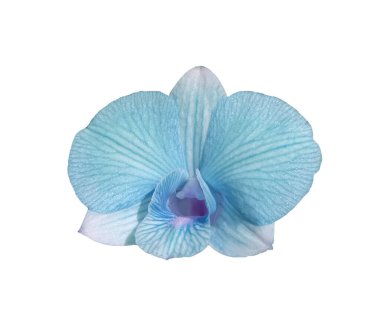 Saf cyan renk orkidesine (phalaenopsis) yakın plan, stok fotoğrafı veya tasarım için beyaz zemin üzerinde izole çiçek açar, yaz bitkileri
