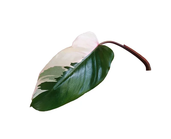 デザインや装飾広告製品 熱帯植物 フラットレイアウトのための白い背景に隔離されたフィロデンドロンピンクプリンセスの単葉 — ストック写真