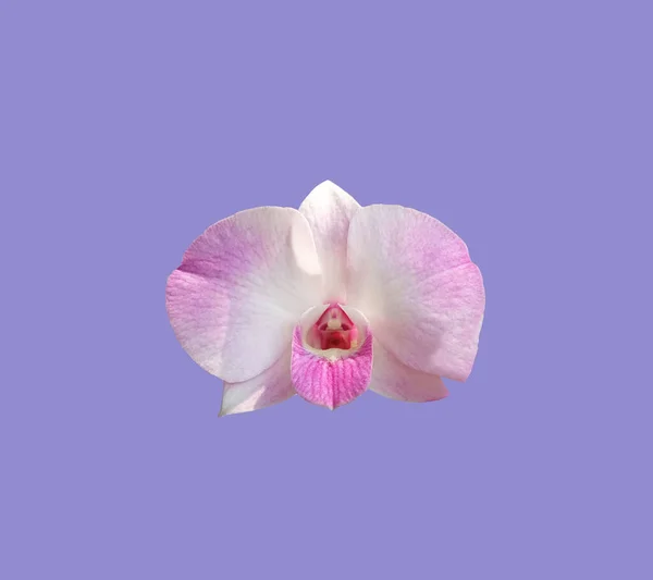 Widok Góry Pojedynczy Fioletowy Biały Kolor Orchidea Falaenopsis Kwiat Kwiat — Zdjęcie stockowe
