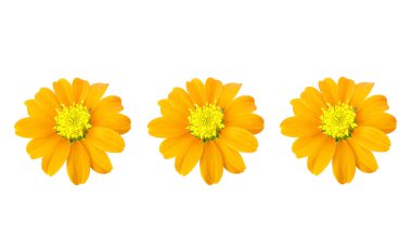 En üst veiw, tasarım koleksiyonu üç sarı zinnia çiçeği tomurcuklanma beyaz arka planda izole fotoğraf, ev bitkileri, bahar çiçekleri