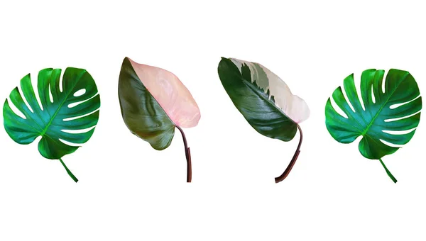 Vista Superior Projete Quatro Folhas Monstera Princesa Rosa Philodendron Isolado — Fotografia de Stock