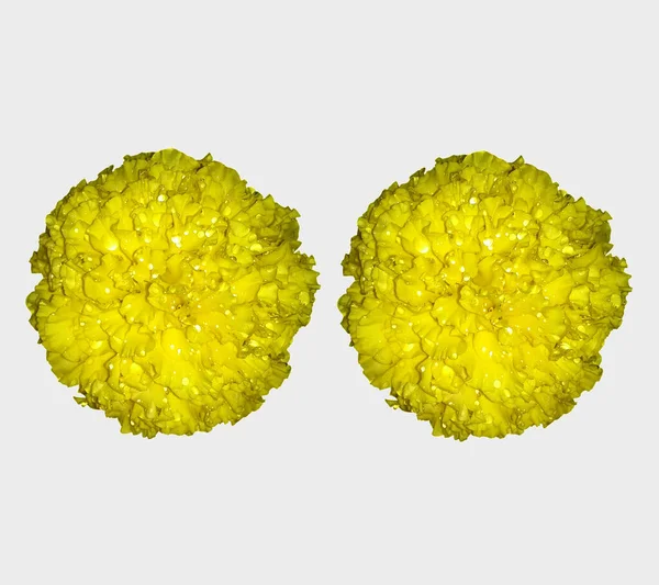 Design Dvě Žluté Mexické Marigold Květiny Plném Květu Kapkami Vody — Stock fotografie