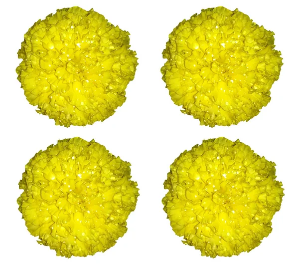 Design Sammlung Muster Set Von Gelben Mexikanischen Ringelblumen Voller Blüte — Stockfoto