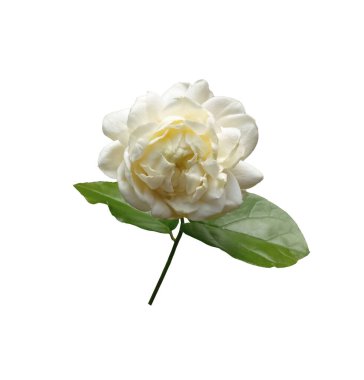 Üst manzara, beyaz çiçek (yasminum sambac) gri arka plan, güzel kokulu çiçek, Arap yasemini, botanik bitkileri üzerinde izole bir şekilde çiçek açar.