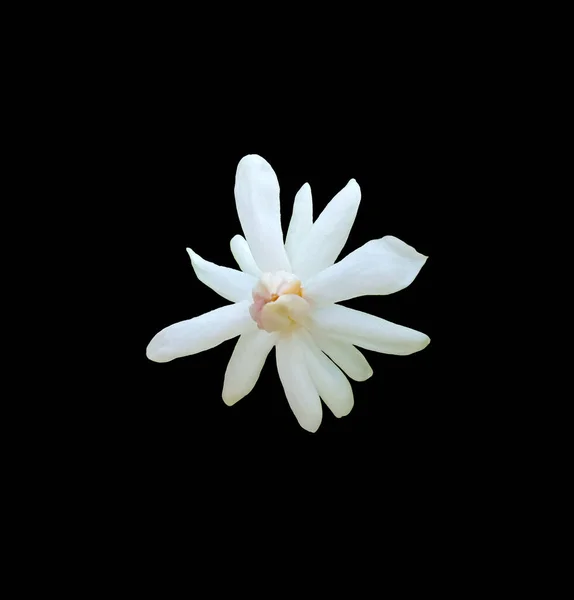 Fiore Bianco Jasminum Sambac Fioritura Isolata Fondo Nero Profumato Floreale — Foto Stock