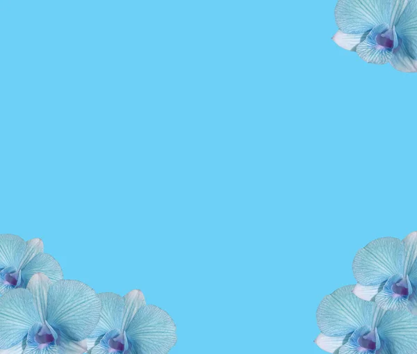 Marco Patrón Colección Flores Orquídeas Cianas Aisladas Sobre Fondo Azul — Foto de Stock