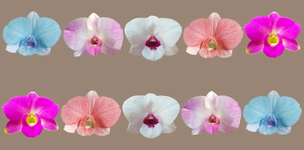 Insieme Modelli Raccolta Fiori Multicolore Orchidee Isolato Sfondo Marrone Foto — Foto Stock