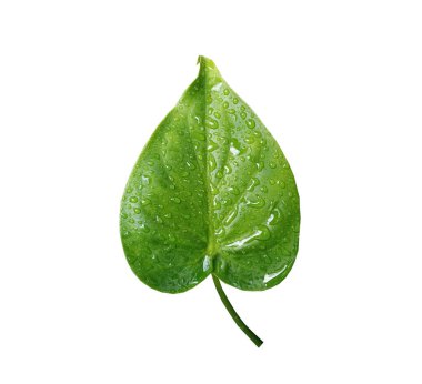 Üst veiw, alocasia cucullata yaprağı üzerindeki su damlası (Çin tarosu) arka plan veya stok fotoğrafları için beyaza izole edilmiş, tropikal bitki, düzlük, tek yaprak, desen