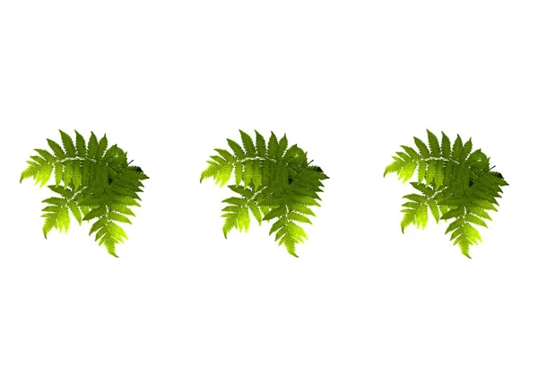 Design Set Three Green Leaf Fern Branch Isolated White Background — Stock Photo, Image