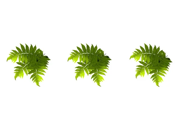 Ontwerp Set Drie Groene Blad Van Varens Tak Geïsoleerd Wit — Stockfoto