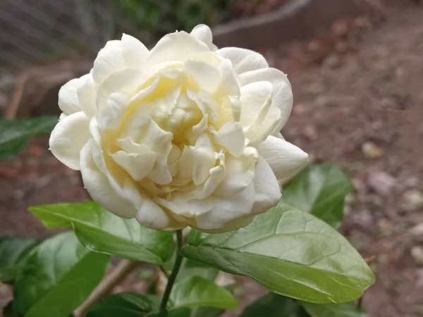 Yakın Plan Beyaz Çiçek Yasminum Sambac Bulanık Arka Plan Güzel — Stok fotoğraf