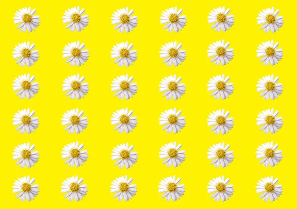Колекція Візерунків Набір Білих Квітів Ромашки Напівфабрикатів Ізольовані Жовтому Фоні — стокове фото