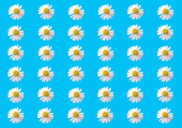 Pattern Collection Set White Chamomile Flowers Semless Texture Isolated Cyan — Stock Photo, Image