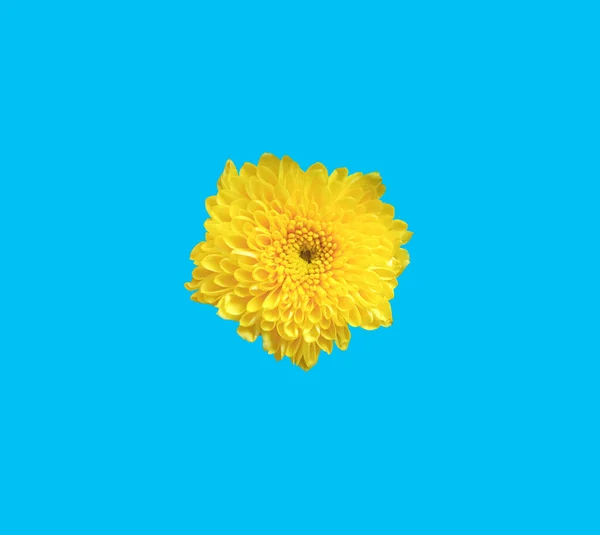 Top Veiw Yellow Chrysanthemums Flower Blossom Blooming Isolated Blue Background — Stock Photo, Image