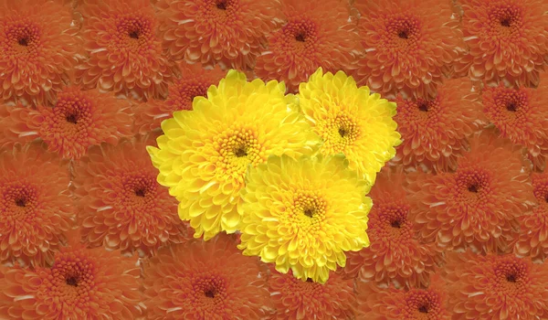 トップビュー 黄色の菊の花株の写真やイラストのためのオレンジの花のテクスチャの背景に孤立開花 — ストック写真