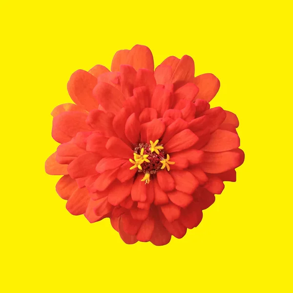 Close Laranja Zinnia Flor Florescer Isolado Fundo Amarelo Para Foto — Fotografia de Stock