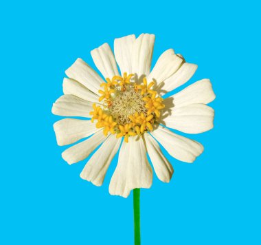 Kapalı, beyaz zinnia çiçeği çiçek arkaplanda soyutlanmış, depo fotoğrafı, ev bitkileri, bahar çiçekleri için.