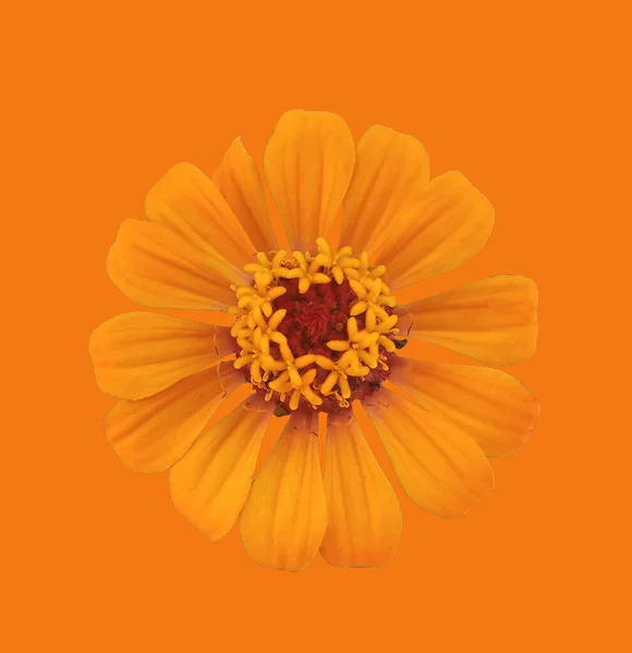Κοντινό Πλάνο Πορτοκαλί Λουλούδι Zinnia Ανθίζει Απομονώνονται Καθαρό Πορτοκαλί Φόντο — Φωτογραφία Αρχείου