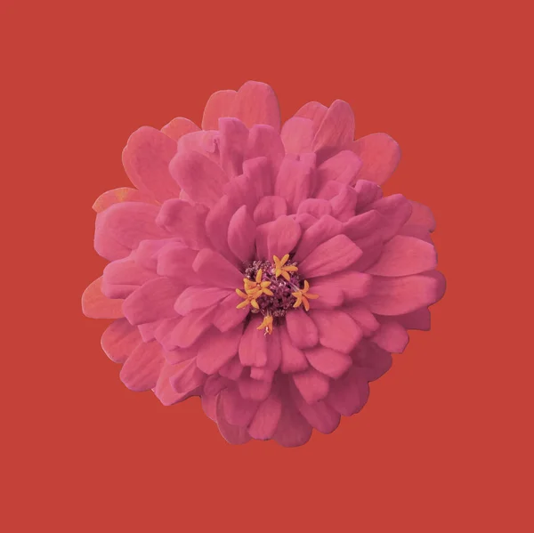 Крупним Планом Цвітіння Квітки Цинії Чистої Величини Ізольовано Червоному Тлі — стокове фото