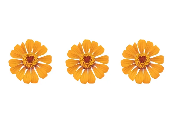 Top View Συλλογή Σύνολο Κίτρινο Λουλούδι Zinnia Ανθίζει Απομονώνονται Λευκό — Φωτογραφία Αρχείου