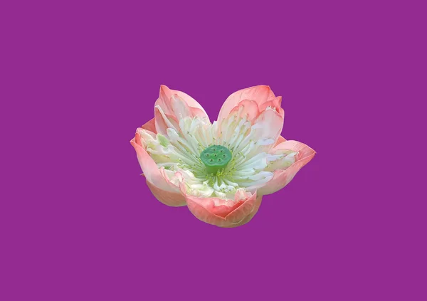 Топлес Красива Червона Рожева Квітка Водяної Лілії Або Лотоса Ізольовані — стокове фото