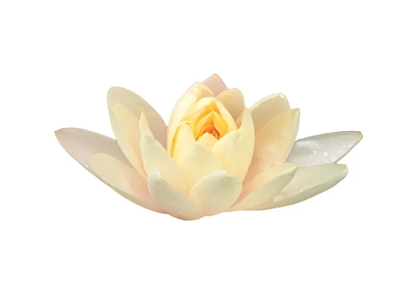 Gros Plan Belle Fleur Nénuphar Blanc Lotus Avec Des Gouttelettes — Photo