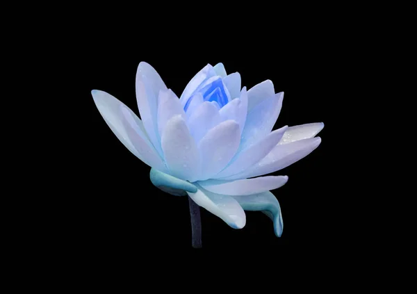 Крупним Планом Красива Біло Блакитна Водяна Лілія Або Квітка Лотоса — стокове фото