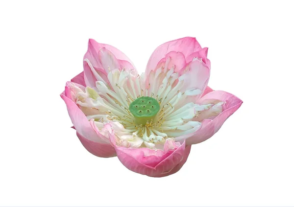 Крупный План Красивый Розовый Акварель Цветок Лотоса Цветение Изолированы Белом — стоковое фото