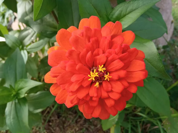 Närbild Röd Apelsin Zinnia Blomma Blommar Träd Trädgården Suddig Grön — Stockfoto