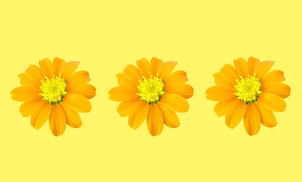 Κοντινό Πλάνο Σχεδιασμός Συλλογή Τρία Κίτρινα Άνθη Zinnia Ανθίζουν Απομονωμένη — Φωτογραφία Αρχείου