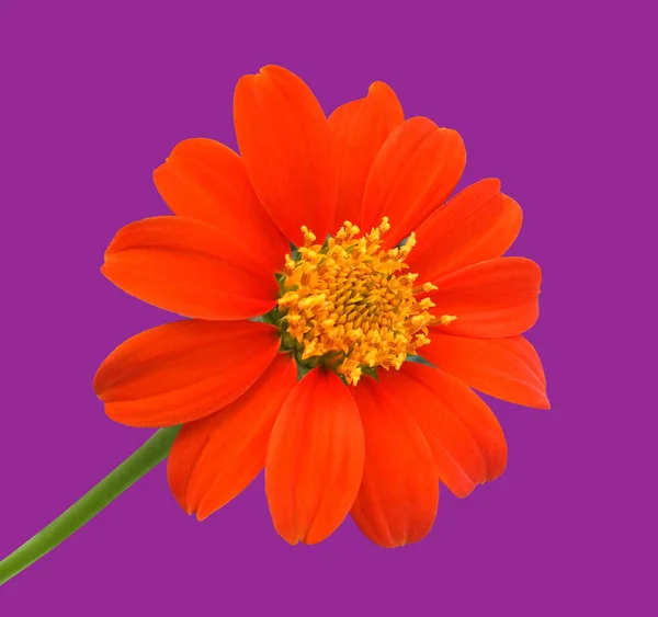 Close Single Orange Zinnia Flower Blossom Blooming Isolated Purple Background — Stock Photo, Image