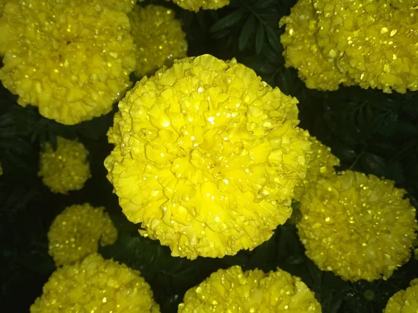 Närbild Mexikanska Ringblomma Blommor Full Blom Med Vattendroppar Trädgården Suddig — Stockfoto