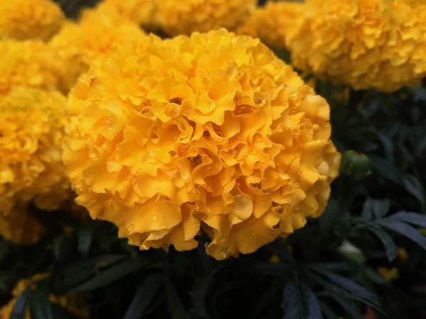 Nahaufnahme Mexikanische Ringelblumen Voller Blüte Mit Wassertropfen Verschwommenen Hintergrund Tagetes — Stockfoto