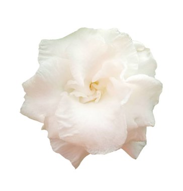 Beyaz gardenya çiçeği çiçek açan izole beyaz arka plan fotoğraf stoku veya tasarım için, yaz çiçeği. Yakın plan, Gardenya Augusta.