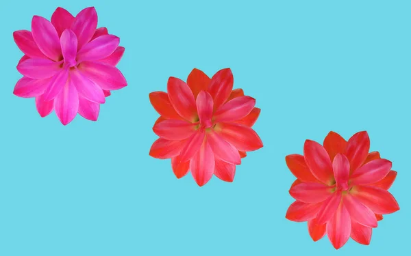 Set Drei Rosa Rote Bromelie Blume Blüte Isoliert Auf Hellen — Stockfoto