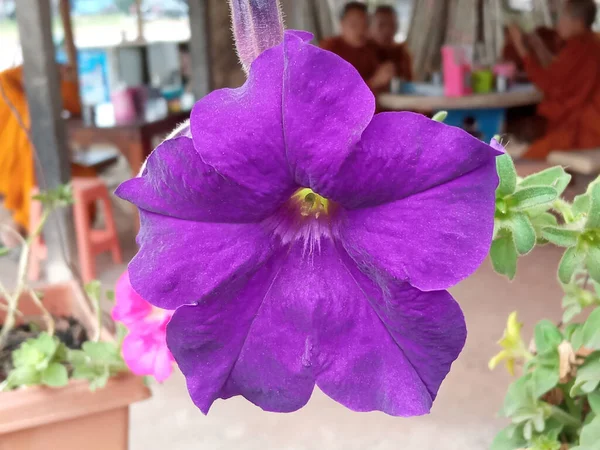 Close Único Grande Flor Petúnia Roxo Flor Borrada Fundo Para — Fotografia de Stock