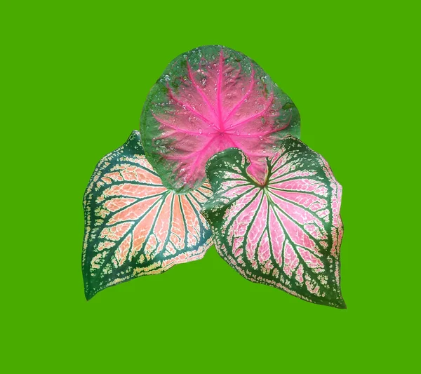 トップビュー デザインコレクション背景やストックフォト 熱帯植物 フラットレイ 植物の縞模様の静脈のための緑に隔離されたカラジウム二色の葉 フロリダスイートハート の3つの葉 — ストック写真