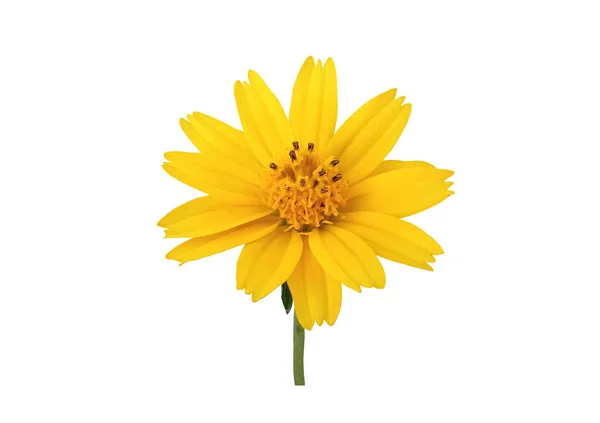 Μονόχρωμο Κίτρινο Άνθος Λουλούδι Ανθίζει Isloated Λευκό Φόντο Για Σχεδιασμό — Φωτογραφία Αρχείου