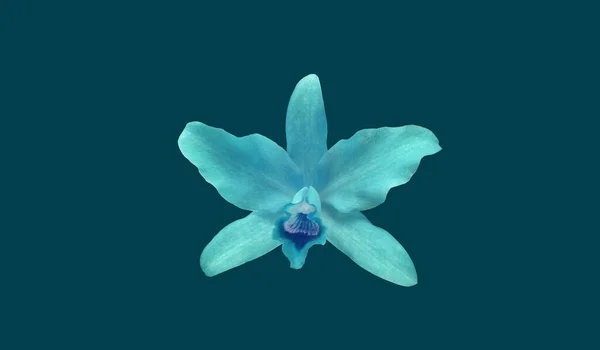 Крупним Планом Квітка Біло Блакитного Кольору Phalaenopsis Ізольована Темному Фоні — стокове фото