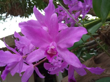 Menekşe rengi orkideye (phalaenopsis) yakın çekim stok fotoğrafı veya tasarım için bulanık arka planda çiçek açar, açık hava yaz bitkileri