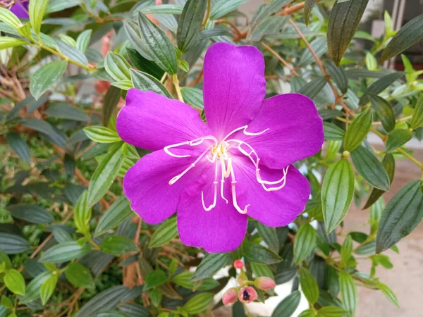 Visão Superior Bela Flor Flor Cor Violeta Única Flor Fundo — Fotografia de Stock